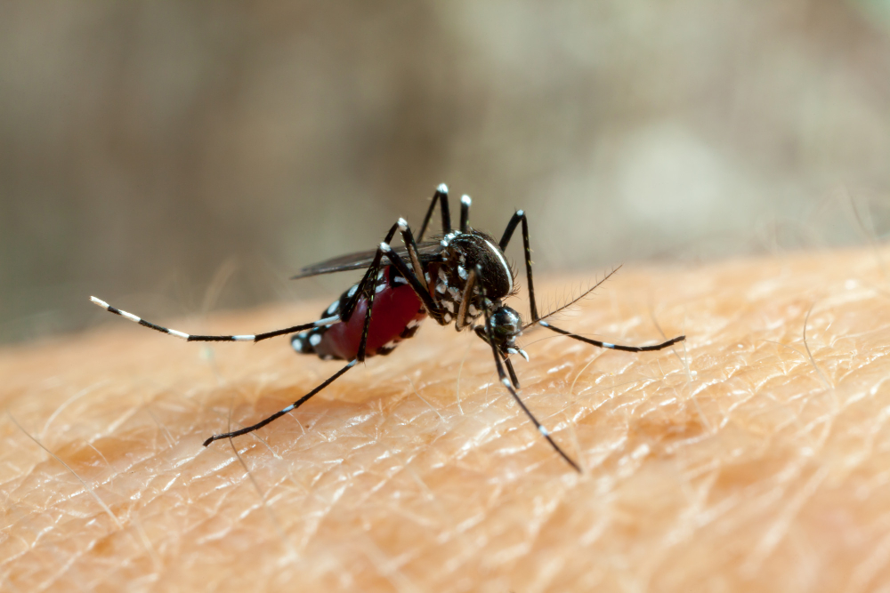 病媒蚊防治｜蚊子突變越來越猛，不怕殺蟲劑，1000倍抗藥性，如何正確處理嬰幼兒被叮咬的紅腫反應｜纛桔病媒