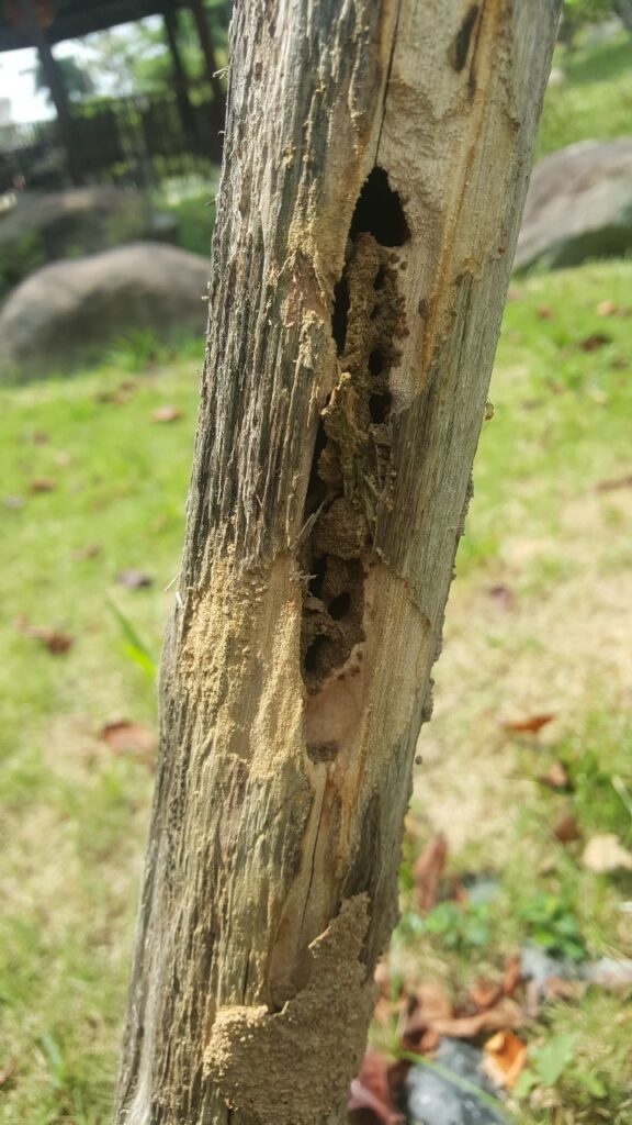白蟻挑空樹幹