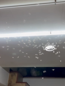 室內飛出的大量大水蟻,代表室內有蟻巢