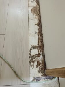 白蟻危害足跡