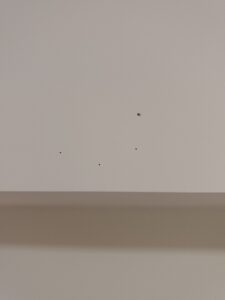圖中內小圓洞是粉蛀蟲造成的破壞