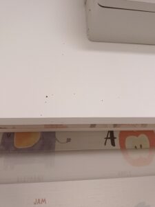 圖中內小圓洞是粉蛀蟲造成的破壞