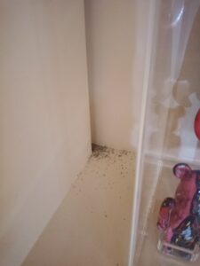 展示櫃縫隙內的管道出現白蟻足跡