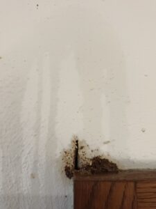 白蟻的為害