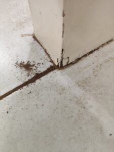 木板牆內白蟻竄出蟻道