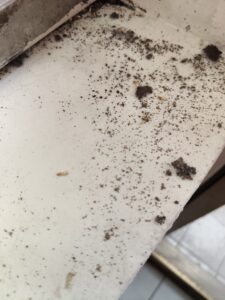 掉落出的白蟻