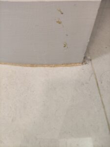 掉落到地面的蛀蟲粉末