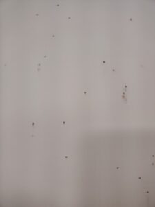 滿滿的蛀蟲孔洞