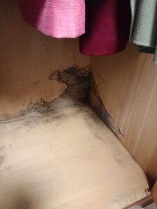 衣櫃底部白蟻狀況