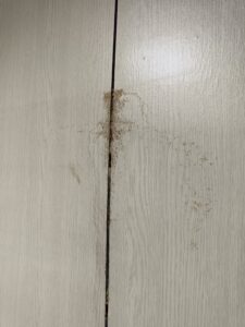 隔間牆白蟻侵略足跡