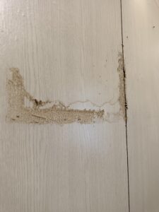 隔間牆白蟻侵略足跡