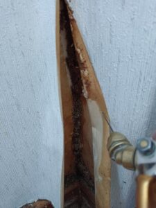 藏在壁紙內的白蟻