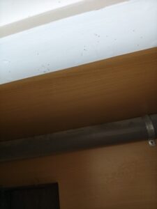 粉蛀蟲侵蝕圓洞