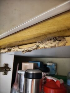 廚房上櫃白蟻狀況