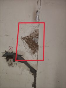 白蟻留下的足跡