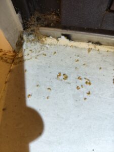 白蟻足跡含死亡的白蟻