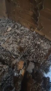 白蟻窩上滿滿白蟻
