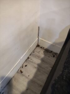 白蟻足跡