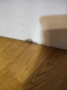 木地板縫隙中出現的一角蟻道