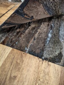 塑膠片翻開後的白蟻