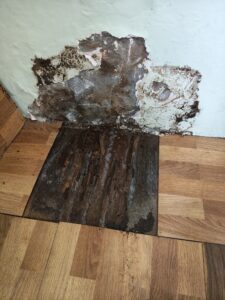 塑膠片翻開後的白蟻蛀蝕狀況