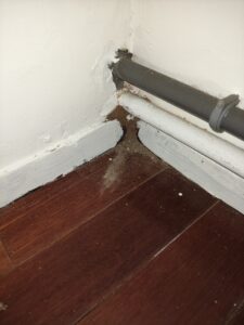 白蟻蹤跡