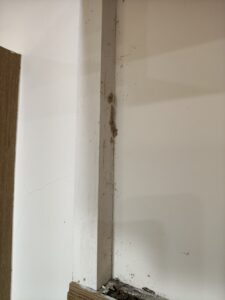 白蟻蹤跡