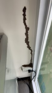 白蟻狀況