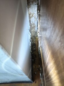 櫃子拉開後的白蟻狀況