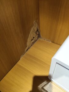 白蟻侵蝕案例