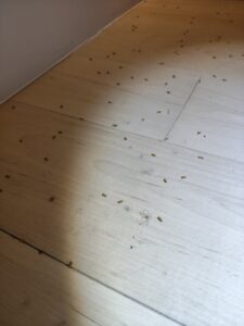 白蟻繁殖蟻死透