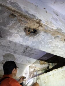 電線孔白蟻實例