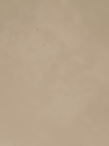 粉蛀蟲造成的小圓洞