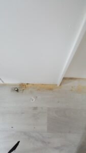 粉蠹蟲蛀食木材產生木粉