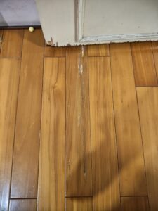 台北白蟻危害實例