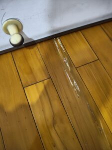 台北白蟻危害實例