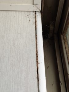 三重白蟻危害實例