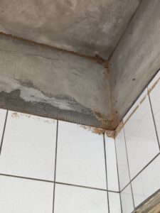 天花板拆除後的白蟻狀況