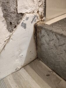 樓梯邊蟻道的出現