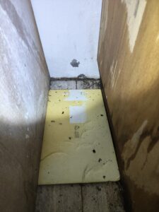 牆壁邊蟻道的出現