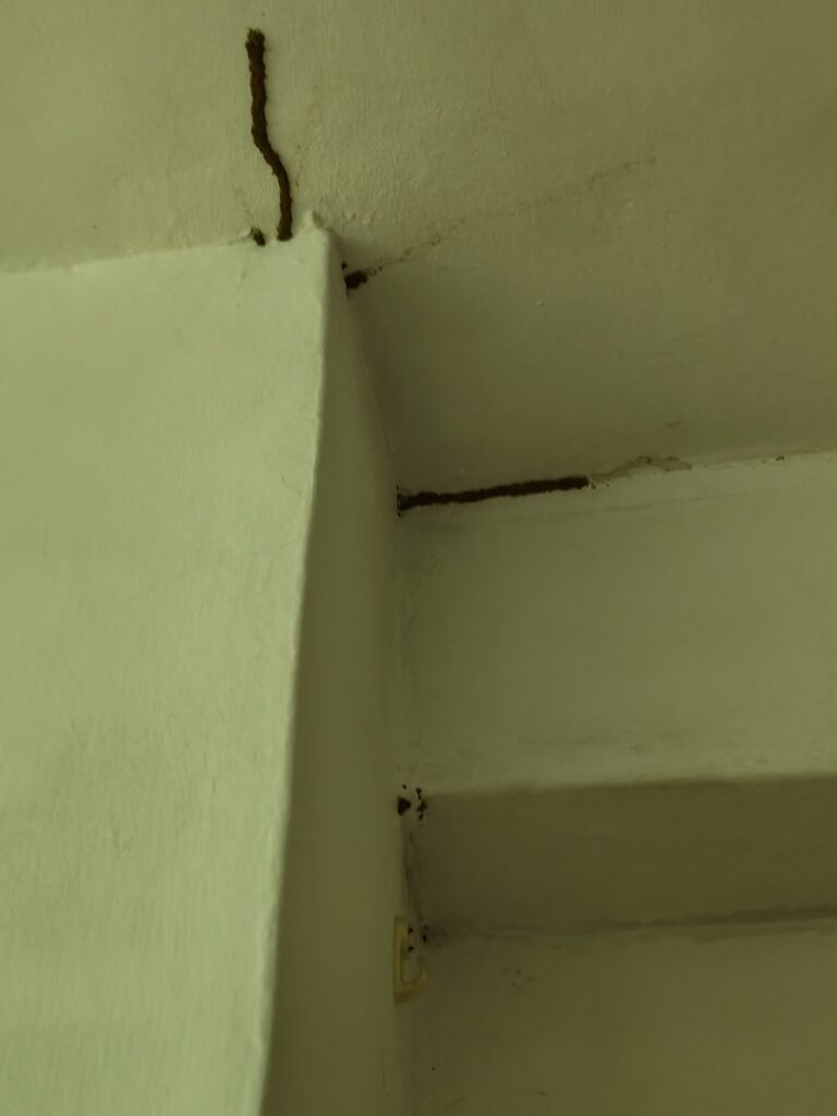 木作遭白蟻蛀蝕