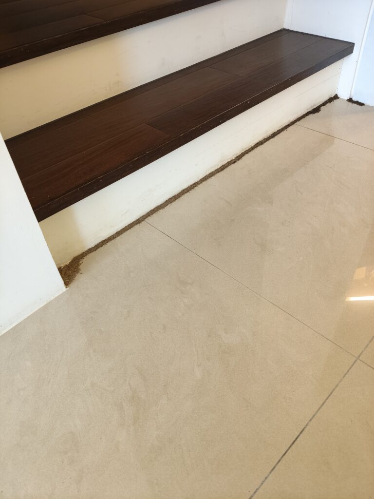 白蟻足跡活動