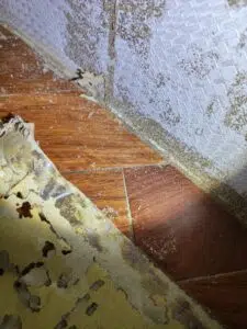 木地板白蟻侵蝕