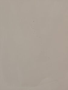 天花板蛀蟲孔洞