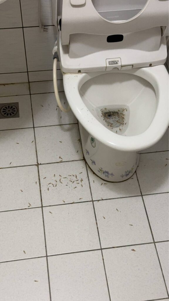 浴室大量水蟻屍體
