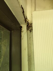 白蟻足跡