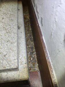 地面皆是水蟻屍體