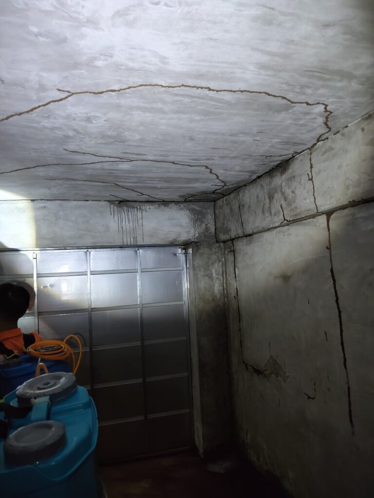 牆體上出現的蟻道足跡
