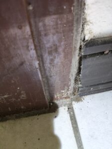 踢腳板白蟻