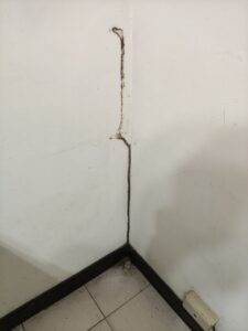 踢腳板白蟻